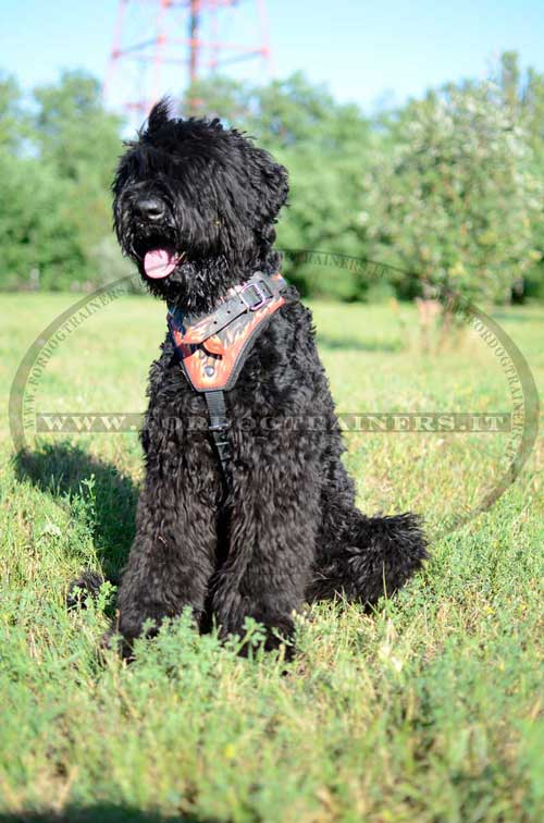 Pettorina dipinta a mano "Fuoco" per Terrier nero russo